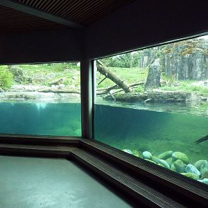 River Otter + Rocky Mountain Goat/Arctic Fox Exhibits