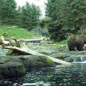 Grizzly Bear Exhibit
