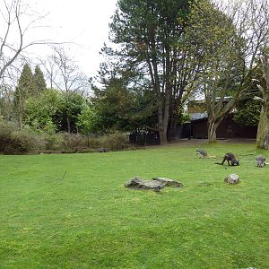 Wallaroo/Wallaby/Emu Exhibit