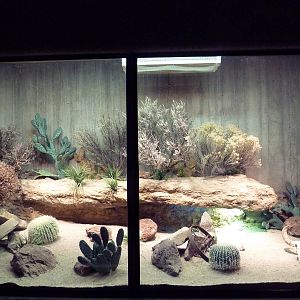 Gila Monster Exhibit