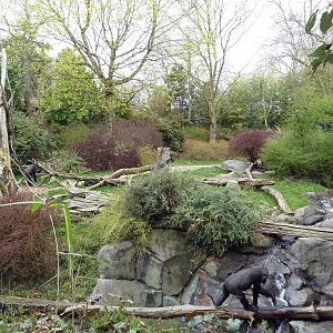 Gorilla Exhibit (With 2 Gorillas In Photo)