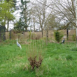 White-Naped Crane Exhibit