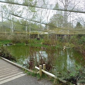 Walk-Through Waterfowl Aviary (13 Species)