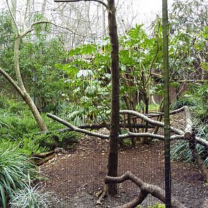 Raggiana Bird Of Paradise/Golden Pheasant Exhibit