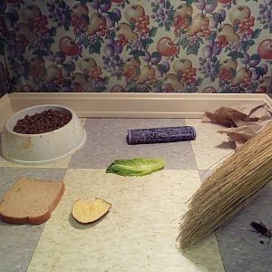 Bug World - Cockroach Exhibit