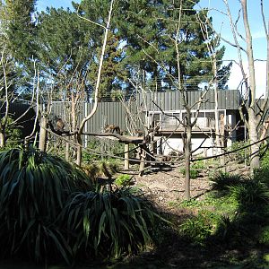 capuchin island, 2011