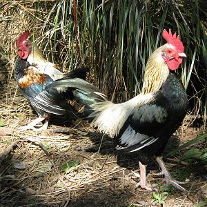 bantam roosters