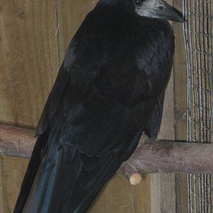 rook (Corvus frugilegus)