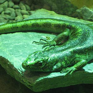 Otago skink (Oligosoma otagense)