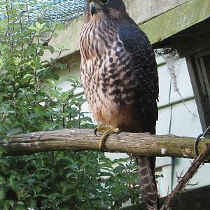 New Zealand falcon (Falco novaeseelandiae)