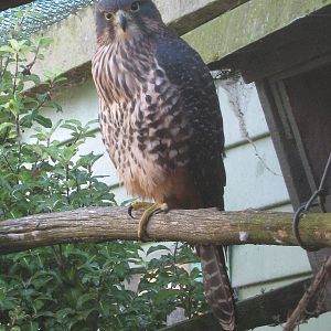 New Zealand falcon (Falco novaeseelandiae)