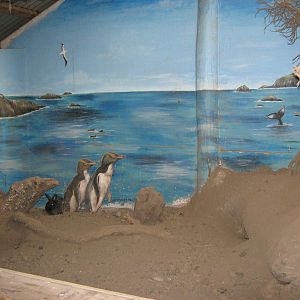exhibit for Enderby Island rabbits