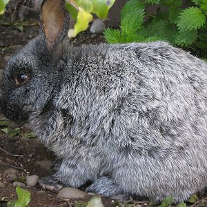 Enderby Island rabbit