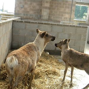 April and Frances the Reindeer at Blackpool Zoo 10th April 2011