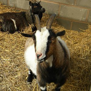 Headbutty and Izzy the African Pygmy Goats at Blackpool Zoo 10th April 2011