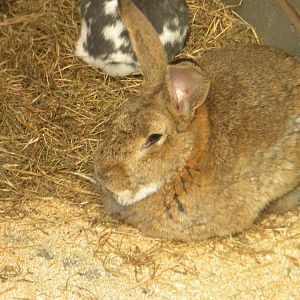 Giant Rabbits at Blackpool Zoo 10th April 2011