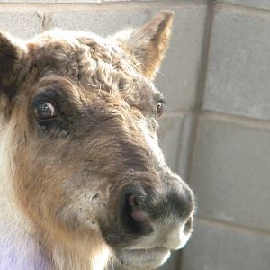 April the Reindeer at Blackpool Zoo 10th April 2011