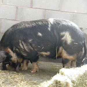 Rudolph the Kune Kune Pig at Blackpool Zoo 10th April 2011