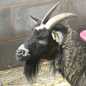 Izzy the African Pygmy Goat at Blackpool Zoo 10th April 2011