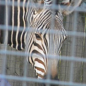 Helene the Hartmann's Mountain Zebra at Blackpool Zoo 10th April 2011