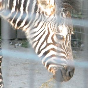 Tebogo the Hartmann's Mountain Zebra at Blackpool Zoo 10th April 2011