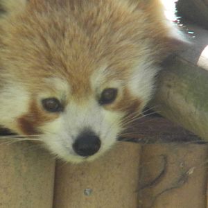 Red Panda at Blackpool Zoo 10th April 2011