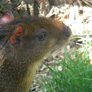 Central American Agouti at Blackpool Zoo 10th April 2011