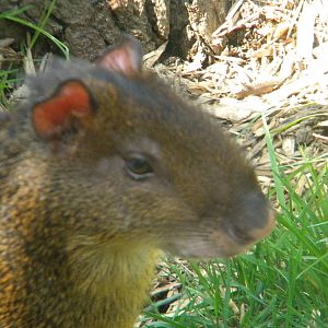 Central American Agouti at Blackpool Zoo 2011