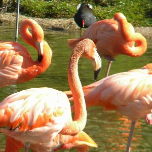 Carribean Flamingos at Blackpool Zoo 10th April 2011