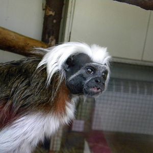 Cotton Top Tamarin at Blackpool Zoo 10th April 2011
