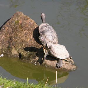 Red eared Terrapins at Blackpool Zoo 10th April 2011