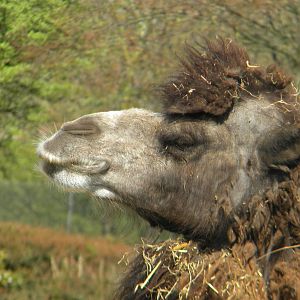 Lucy the Bactrian Camel at Blackpool Zoo 10th April 2011