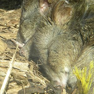 Long Nosed Potoroo at Blackpool Zoo 10th April 2011