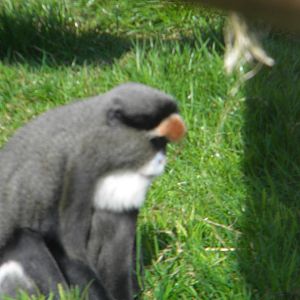 De Brazza's Guenon at Blackpool Zoo 10th April 2011