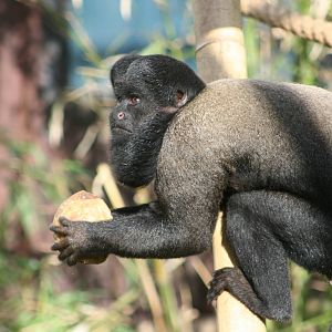 Saki Monkey