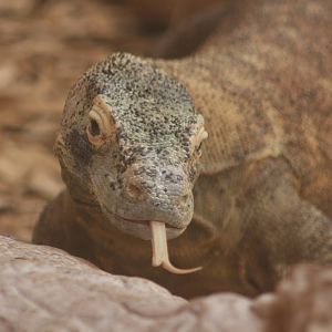 Komodo Dragon