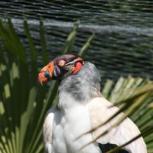 King Vulture