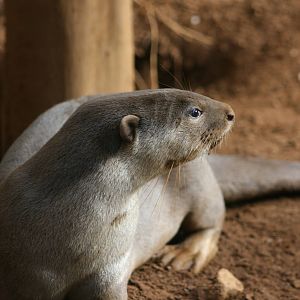 Smooth-coated otter