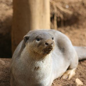 Smooth-coated otter