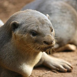 Smooth-coated otter
