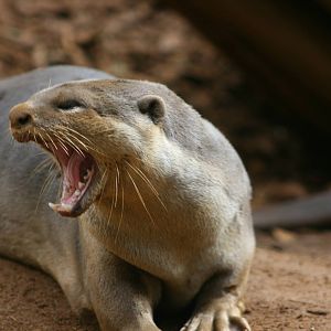 Smooth Coated otter yawning