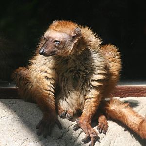 Blue-eyed black lemur