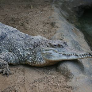Slender-snouted crocodile