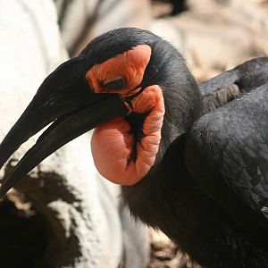 Ground Hornbill