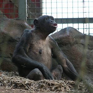 Chimpanzee