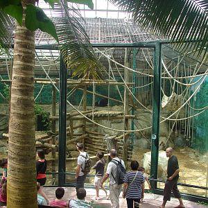 Western lowland gorillas indoor exhibit