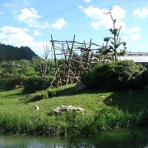 Western lowland gorillas island