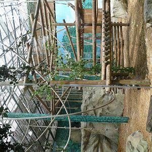 Western lowland gorillas indoor exhibit