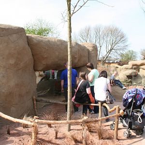 Porcupine exhibit