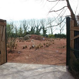 First African wild dog enclosure